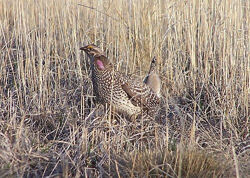 Columbian sharp-tailed grouse